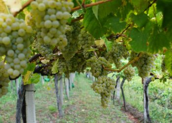 vino