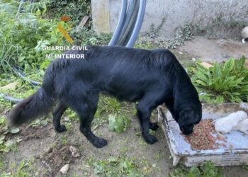 La Guardia Civil de Vigo da con la presunta culpable del abandono y muerte de 15 cachorros en un río