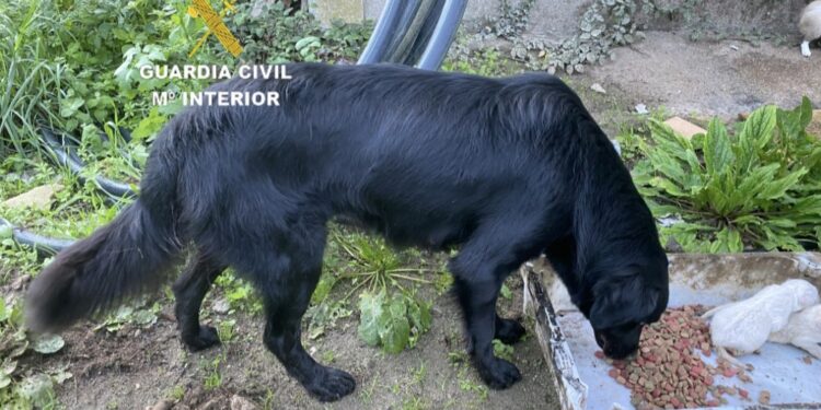 La Guardia Civil de Vigo da con la presunta culpable del abandono y muerte de 15 cachorros en un río