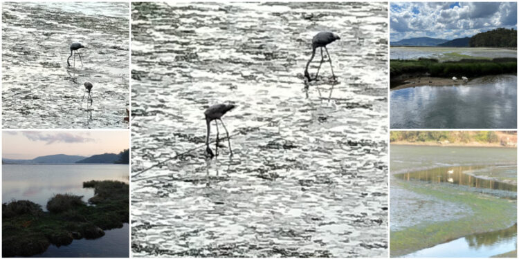 Cuatro aves exóticas se desvían de su ruta y descansan en un rincón mágico de la Ría de Vigo