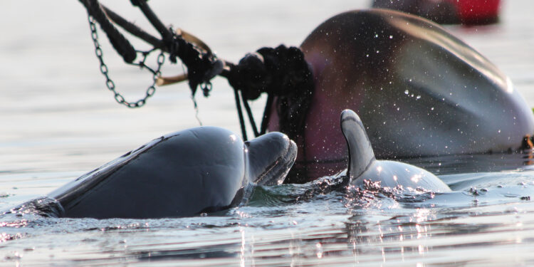 Llaman a no molestar a dos delfines solitarios que se encuentran en aguas de las Rías Baixas