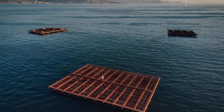La extracción de mejillón en la ría de Vigo paralizada por una toxina