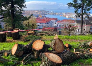 Denuncian un nuevo ‘arboricidio’ de Caballero en O Castro