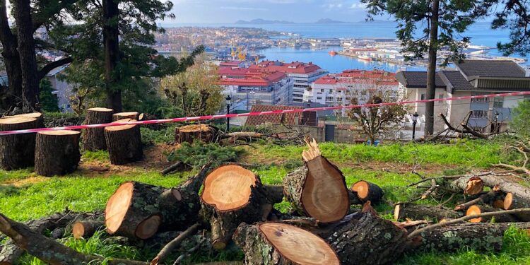 Denuncian un nuevo ‘arboricidio’ de Caballero en O Castro