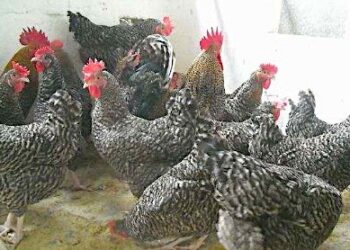 Se acabó la libertad para las gallinas: ni una sola se libra del confinamiento
