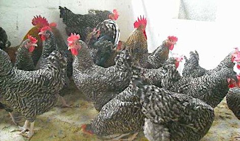 Se acabó la libertad para las gallinas: ni una sola se libra del confinamiento