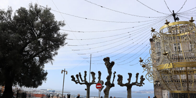 El cableado de las luces de Navidad atraviesa el olivo de Vigo