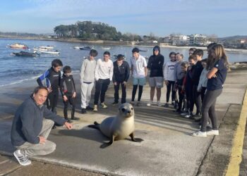 Una foca conquista a los niños de la Escuela de Vela de Canido