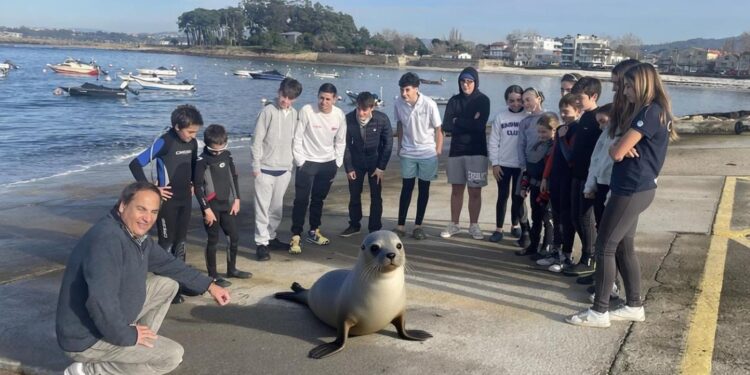 Una foca conquista a los niños de la Escuela de Vela de Canido