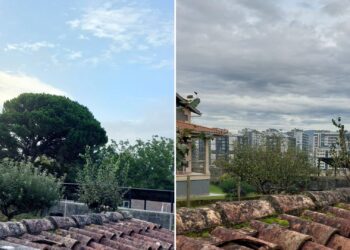 Alertan de una nueva tala de árboles «singulares» en Navia, esta vez de un ejemplar centenario