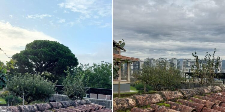 Alertan de una nueva tala de árboles «singulares» en Navia, esta vez de un ejemplar centenario