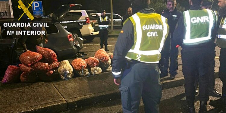 Interceptados en la frontera portuguesa 1.400 kilos de bivalvo ilegal con destino a Galicia