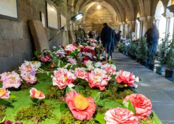 Fin de semana florido en la Catedral de Tui