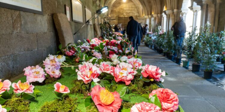 Fin de semana florido en la Catedral de Tui