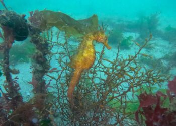 Arrecifes artificiales en el Puerto de Vigo para proteger al caballito de mar