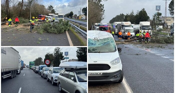Un árbol corta la A55 en O Porriño tras desplomarse sobre una furgoneta en marcha
