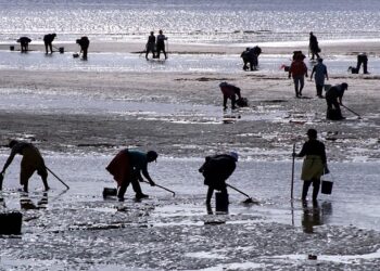 La lluvia ahoga el marisqueo en la ría de Vigo: trabajar sin cobrar para salvar un oficio ancestral