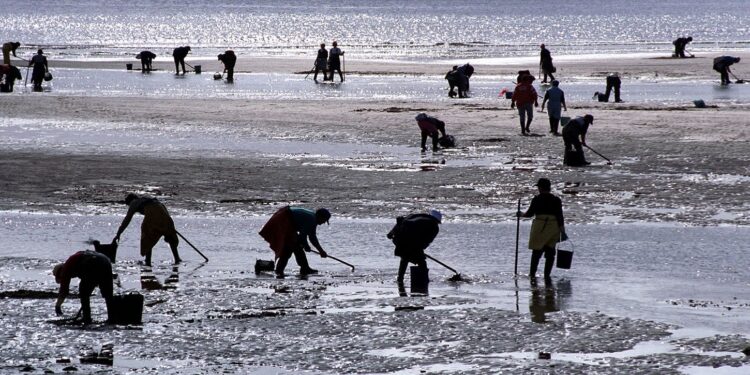 La lluvia ahoga el marisqueo en la ría de Vigo: trabajar sin cobrar para salvar un oficio ancestral